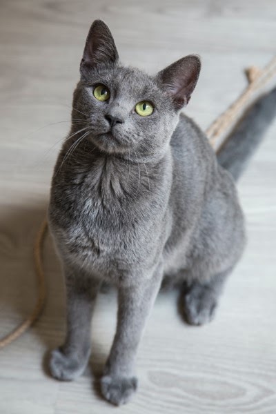 猫の寿命に関する