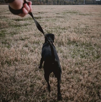 犬の散歩代行サービス おすすめ7選