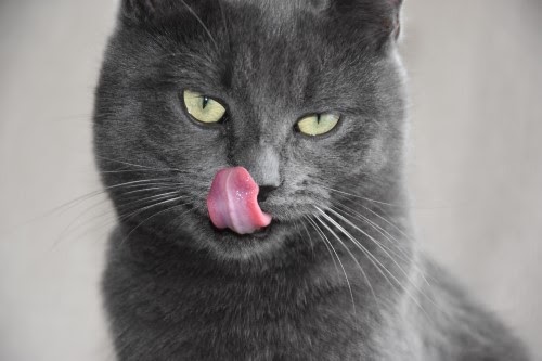 猫に薬を飲ませるコツ