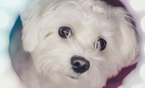 アミーゴ　ペットホテル　評判