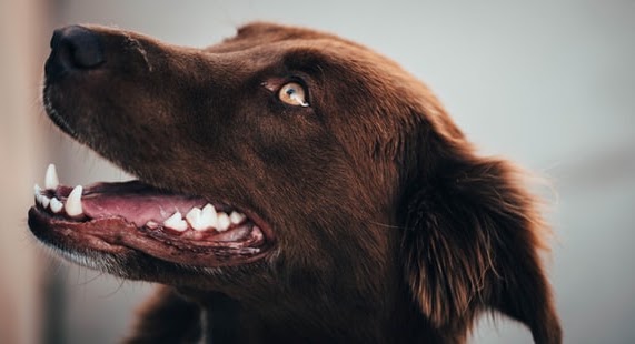 犬 歯 クリーニング