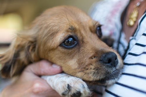 犬　恐怖