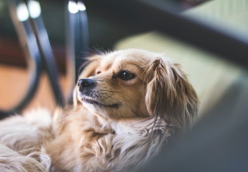 犬　投薬