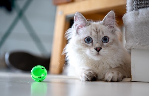 ペットシッター 猫 料金
