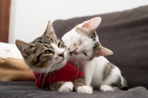 メス　猫　発情