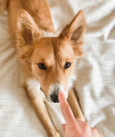 中央区のペットホテル おすすめ10選