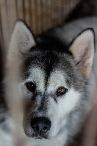 犬のアレルギーについて