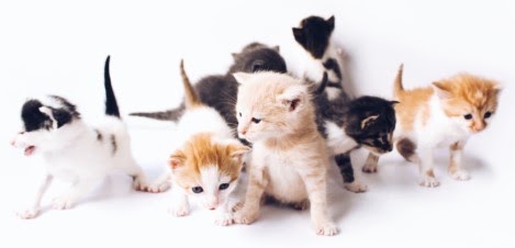 猫の世話