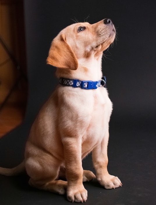 なぜ犬をしつけるのですか