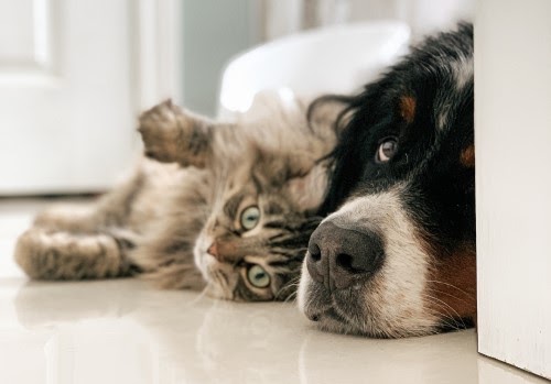 犬と猫を一緒に飼うことができる？