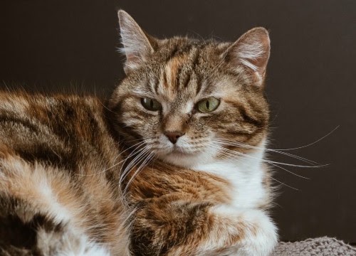 リラックス猫