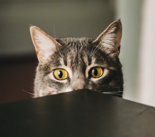 猫　発情期