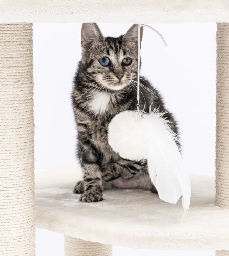 猫　ホテル