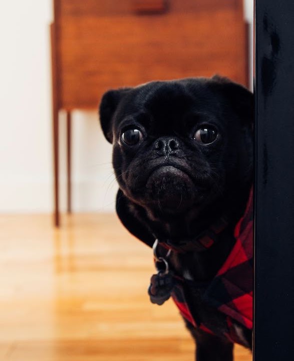 犬にとって快適な家を作る
