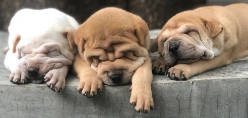 犬の去勢手術/避妊手術について