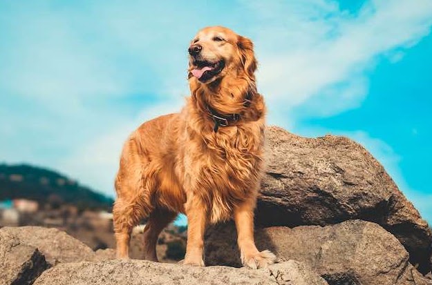 犬を飼うには犬の大きさ大型犬