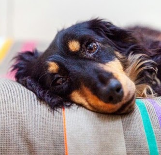 磯子区のペットホテル おすすめ7選