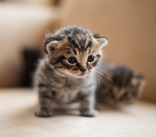 猫が吐い