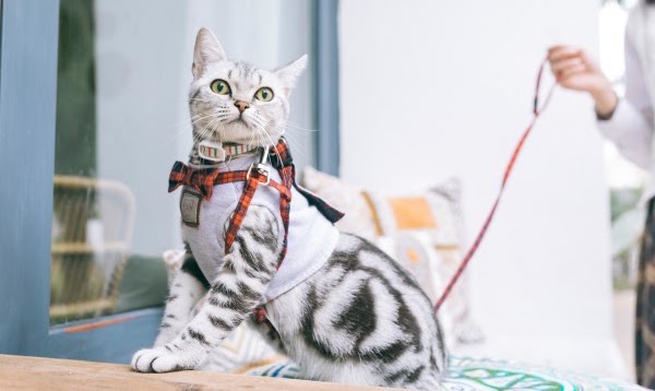 猫 マイクロチップ