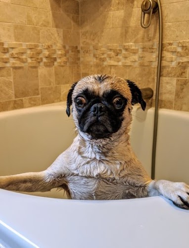 犬　入浴