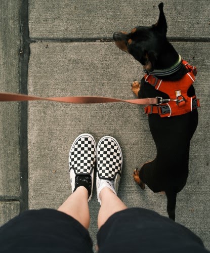 犬　散歩　副業