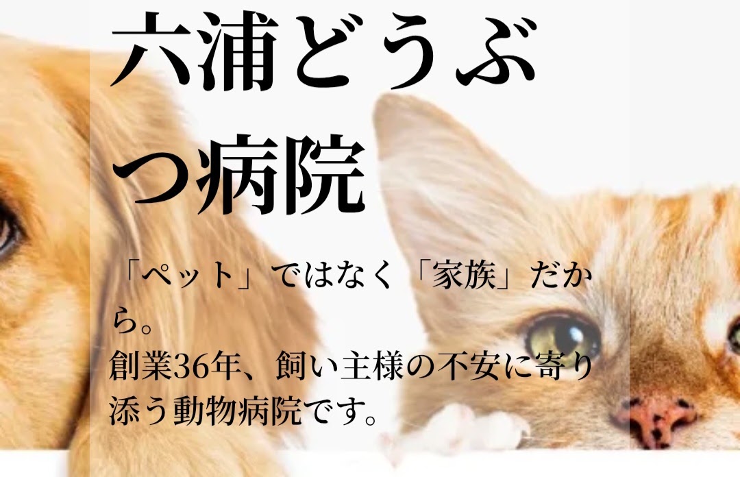 六浦どうぶつ病院