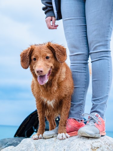 犬のトレーナー