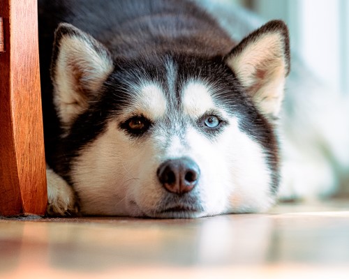 犬の「目やに」「涙やけ」と対処法