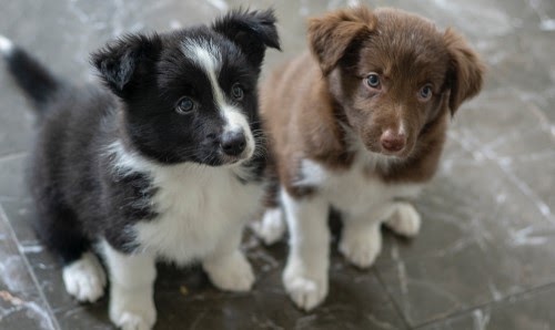 犬　去勢