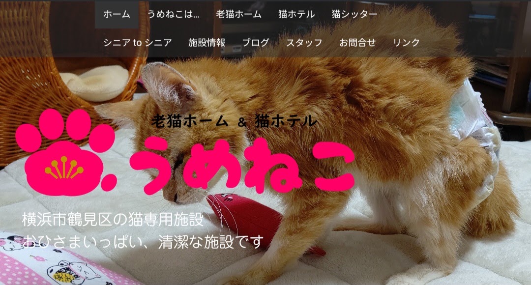 うめねこ