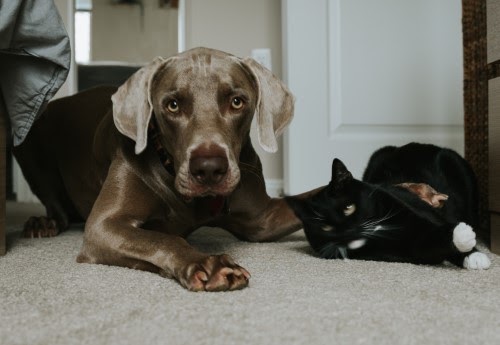 犬と猫の同居