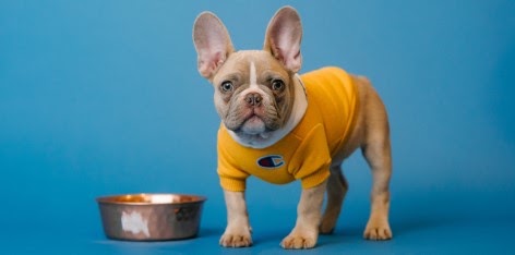 愛犬がエサを食べない理由と対処法