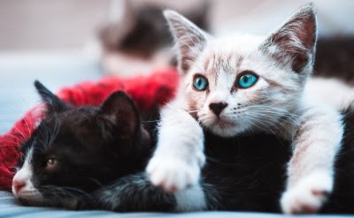 猫の年齢