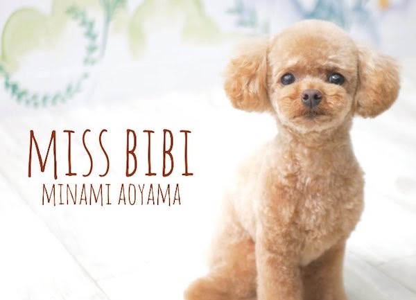 トリミングサロン Miss BIBI 青山