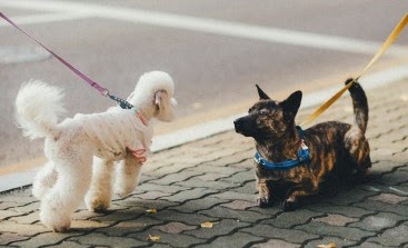 犬の散歩