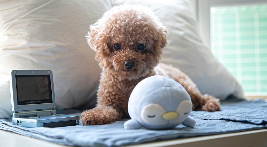 初めて犬を飼う方向けの完全版ガイド