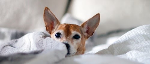 犬の耳がくさい理由と解決策
