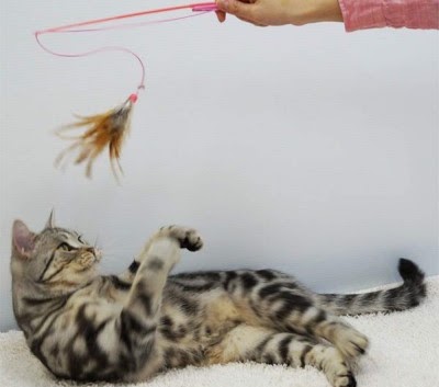 キャティーマン　じゃれ猫1