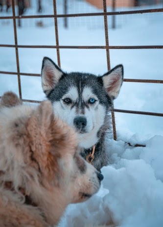 犬 雪