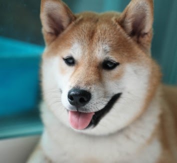 しばけん
