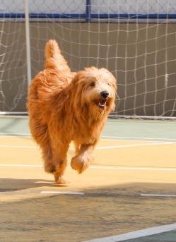 犬の健康