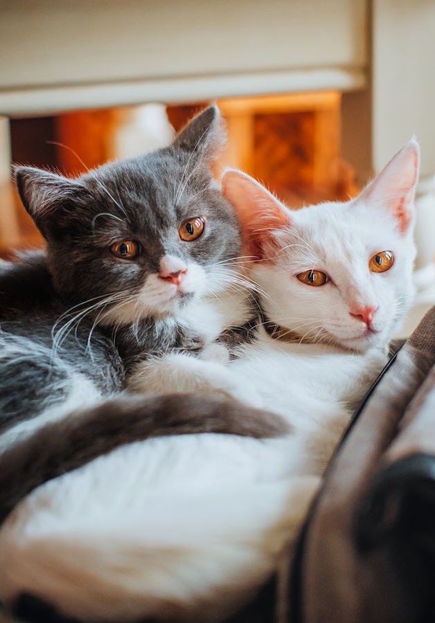 猫が吐いたときの対処法