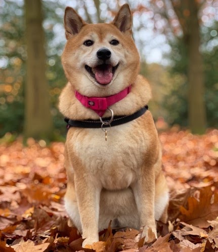 日本で人気の犬種ランキング