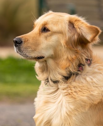 穏やかな犬
