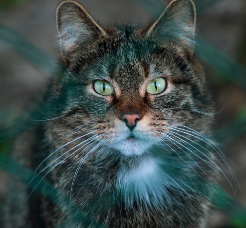 猫の目の色について