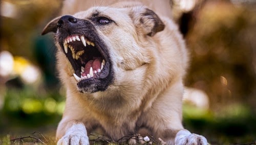 犬の口臭の原因と改善方法