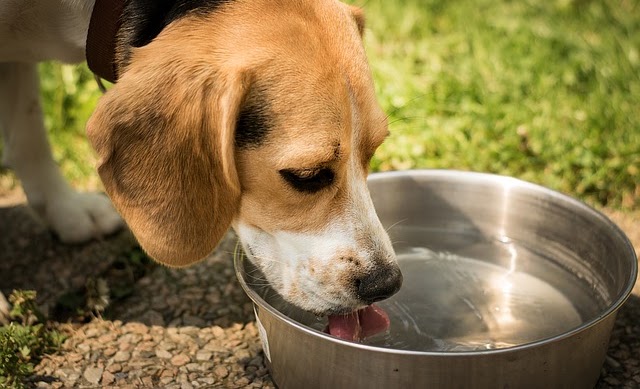 犬　トイレ　水