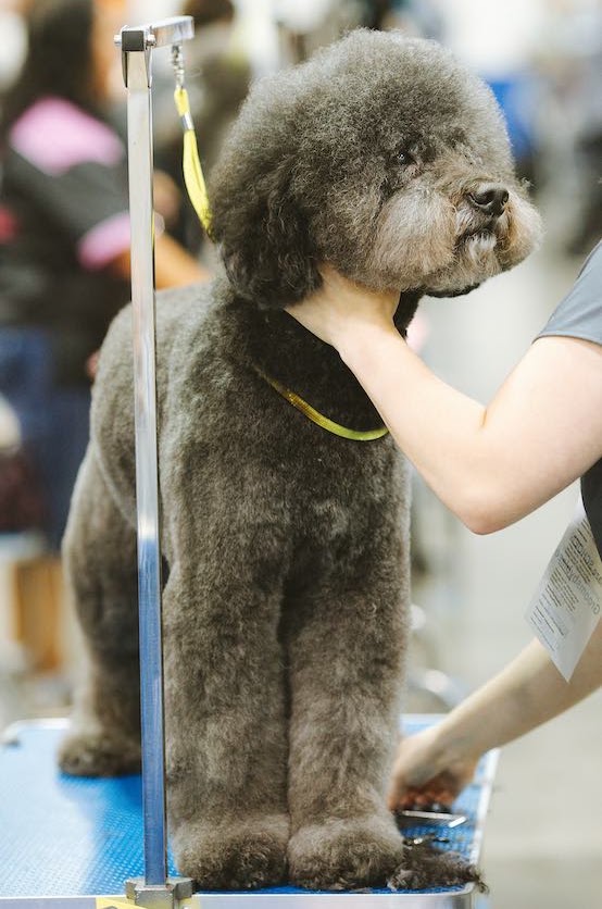 犬のトリミングの基本