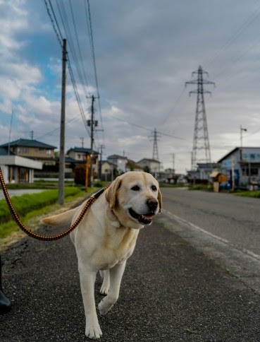 相模原市のペットシッター おすすめ 9選
