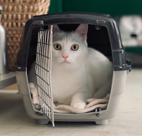 猫　ケージ